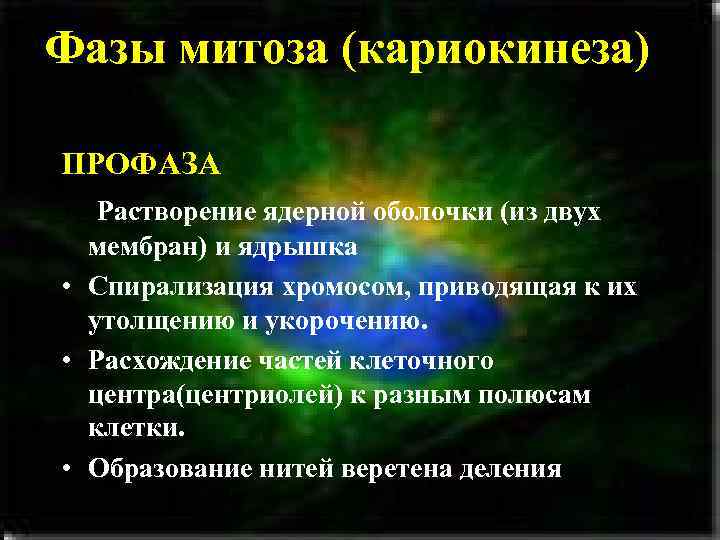 Фазы митоза (кариокинеза) ПРОФАЗА • Растворение ядерной оболочки (из двух мембран) и Фазы митоза (кариокинеза) ПРОФАЗА • Растворение ядерной оболочки (из двух мембран) и