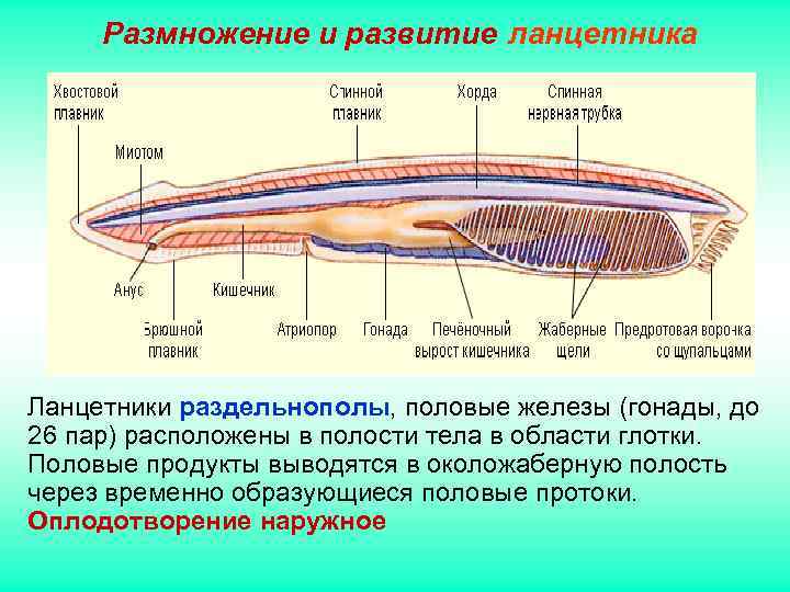 Размножение и развитие ланцетника Ланцетники раздельнополы, половые железы (гонады, до 26 пар) расположены Размножение и развитие ланцетника Ланцетники раздельнополы, половые железы (гонады, до 26 пар) расположены