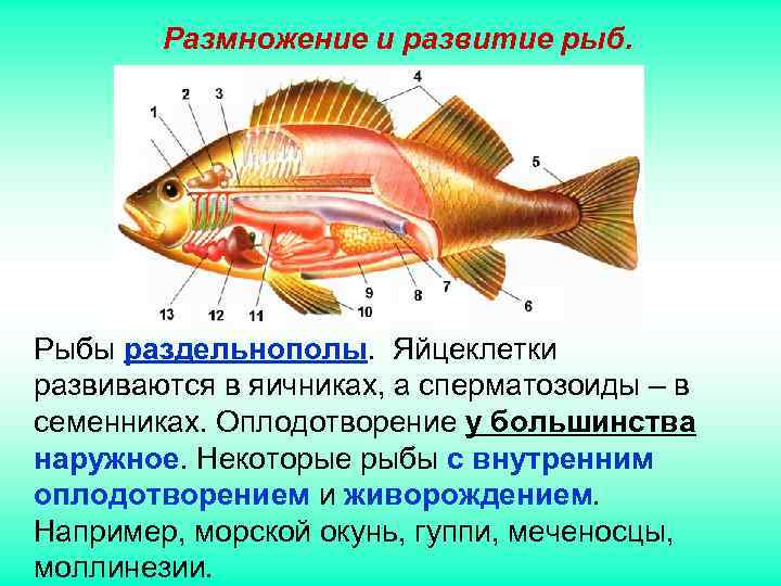 Размножение и развитие рыб. Рыбы раздельнополы. Яйцеклетки развиваются в яичниках, а сперматозоиды Размножение и развитие рыб. Рыбы раздельнополы. Яйцеклетки развиваются в яичниках, а сперматозоиды