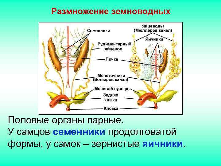 Размножение земноводных Половые органы парные. У самцов семенники продолговатой формы, у самок Размножение земноводных Половые органы парные. У самцов семенники продолговатой формы, у самок