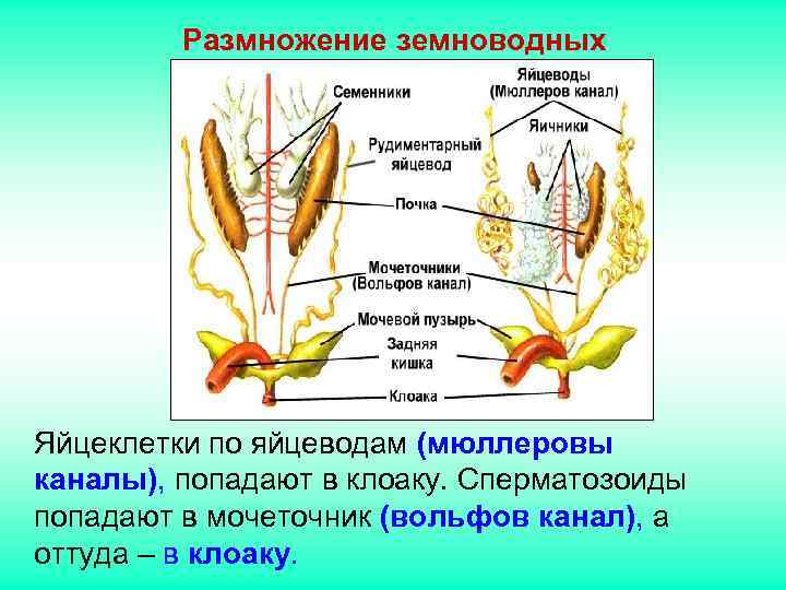 Размножение земноводных Яйцеклетки по яйцеводам (мюллеровы каналы), попадают в клоаку. Сперматозоиды Размножение земноводных Яйцеклетки по яйцеводам (мюллеровы каналы), попадают в клоаку. Сперматозоиды