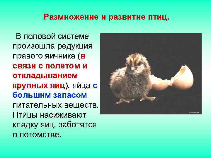 Размножение и развитие птиц. В половой системе произошла редукция правого яичника Размножение и развитие птиц. В половой системе произошла редукция правого яичника