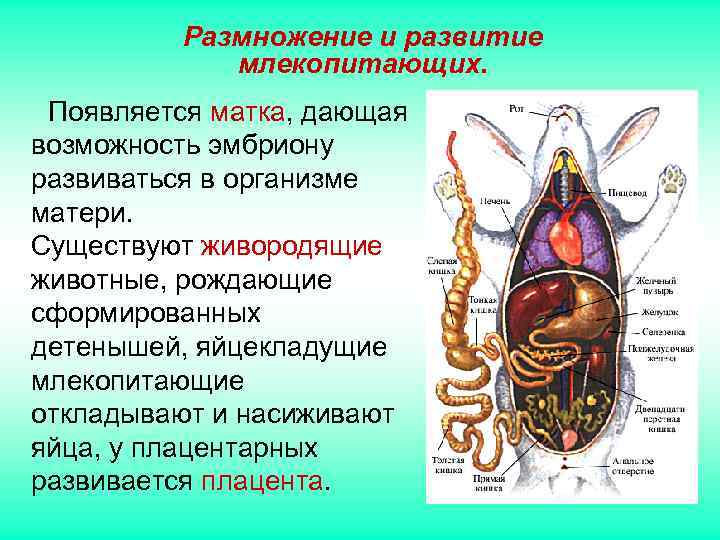 Размножение и развитие млекопитающих. Появляется матка, дающая возможность Размножение и развитие млекопитающих. Появляется матка, дающая возможность