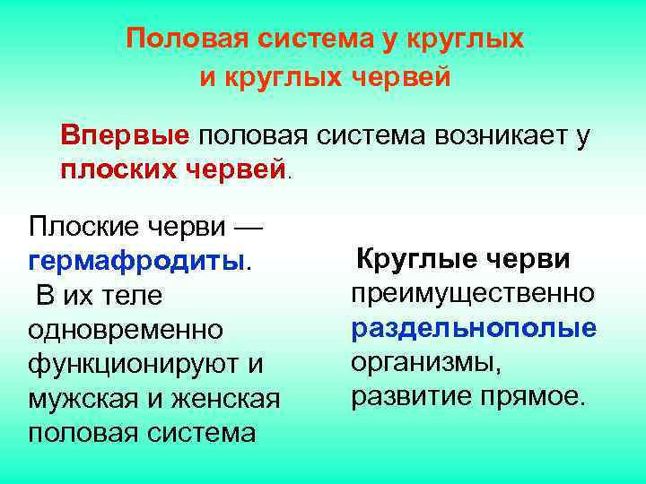 Половая система у круглых и круглых червей Впервые половая система возникает Половая система у круглых и круглых червей Впервые половая система возникает