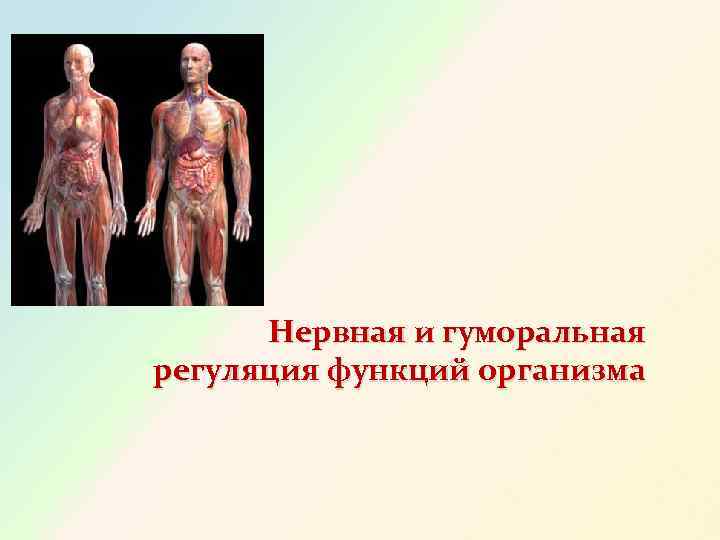 Нервная и гуморальная регуляция функций организма 