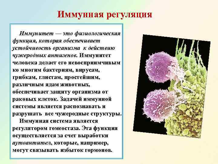    Иммунная регуляция  Иммунитет — это физиологическая функция, которая обеспечивает устойчивость