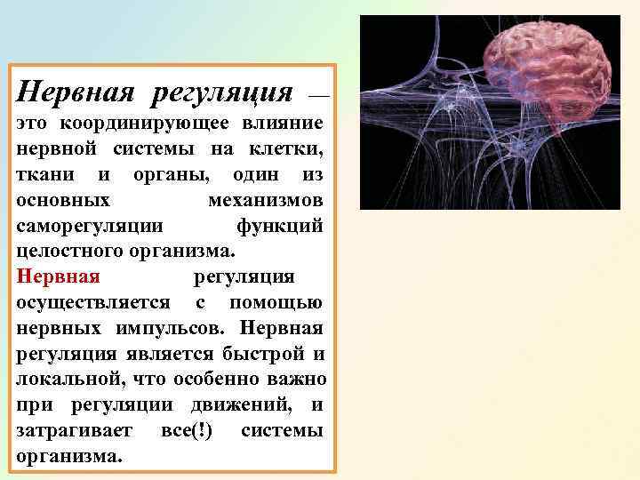 Нервная регуляция — это координирующее влияние нервной системы на клетки,  ткани и органы,
