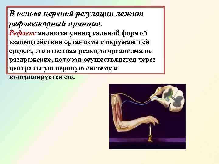 В основе нервной регуляции лежит рефлекторный принцип.  Рефлекс является универсальной формой взаимодействия организма
