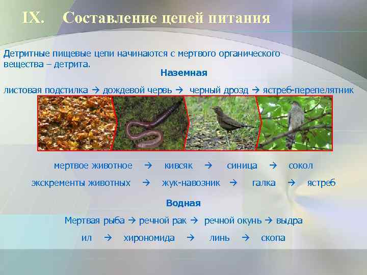   IX.  Составление цепей питания Детритные пищевые цепи начинаются с мертвого органического