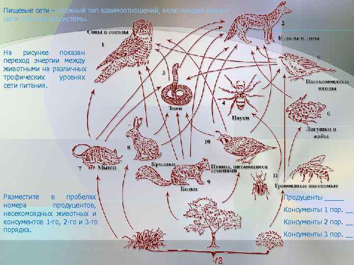 Пищевые сети – сложный тип взаимоотношений, включающий разные цепи питания экосистемы. На  рисунке