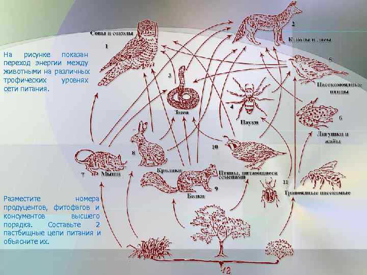 На  рисунке показан переход энергии между животными на различных трофических  уровнях сети