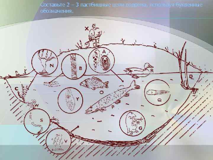 Составьте 2 – 3 пастбищные цепи водоема, используя буквенные обозначения. 