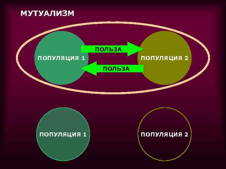 МУТУАЛИЗМ     ПОЛЬЗА  ПОПУЛЯЦИЯ 1   ПОПУЛЯЦИЯ 2 