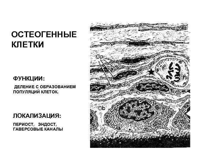 ОСТЕОГЕННЫЕ КЛЕТКИ  ФУНКЦИИ: ДЕЛЕНИЕ С ОБРАЗОВАНИЕМ ПОПУЛЯЦИЙ КЛЕТОК. ЛОКАЛИЗАЦИЯ: ПЕРИОСТ, ЭНДОСТ, ГАВЕРСОВЫЕ КАНАЛЫ