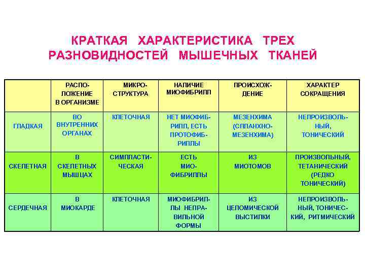     КРАТКАЯ ХАРАКТЕРИСТИКА ТРЕХ   РАЗНОВИДНОСТЕЙ МЫШЕЧНЫХ ТКАНЕЙ  