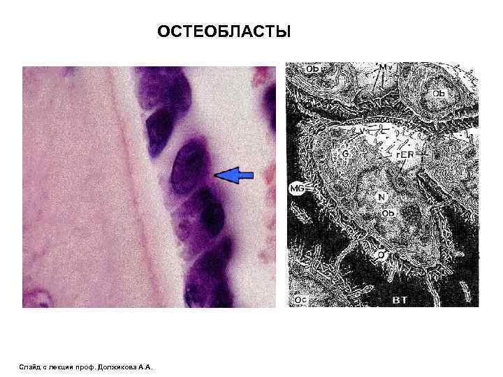        ОСТЕОБЛАСТЫ Слайд с лекции проф. Должикова А.