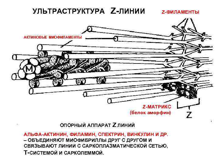   УЛЬТРАСТРУКТУРА Z-ЛИНИИ    Z-ФИЛАМЕНТЫ АКТИНОВЫЕ МИОФИЛАМЕНТЫ    