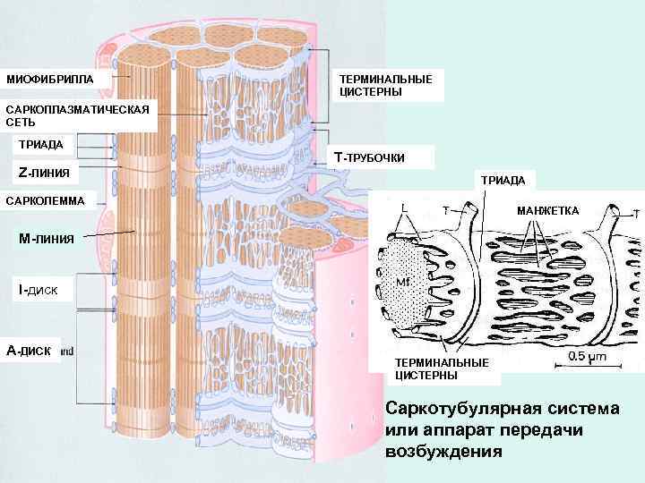 МИОФИБРИЛЛА  ТЕРМИНАЛЬНЫЕ    ЦИСТЕРНЫ САРКОПЛАЗМАТИЧЕСКАЯ СЕТЬ  ТРИАДА   