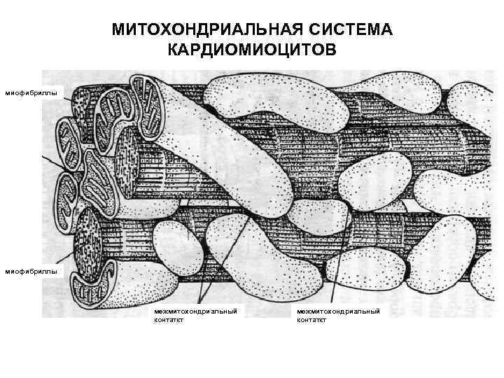    МИТОХОНДРИАЛЬНАЯ СИСТЕМА    КАРДИОМИОЦИТОВ миофибриллы    