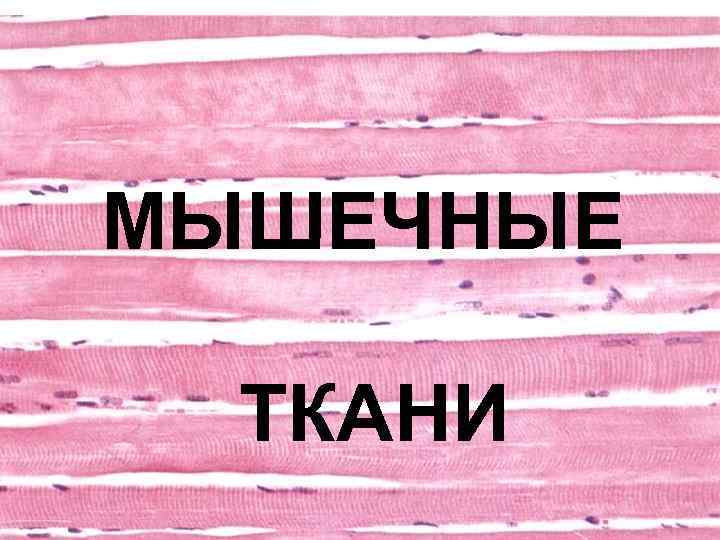 МЫШЕЧНЫЕ  ТКАНИ 