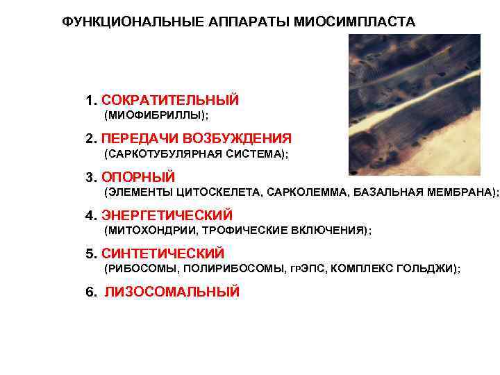 ФУНКЦИОНАЛЬНЫЕ АППАРАТЫ МИОСИМПЛАСТА  1. СОКРАТИТЕЛЬНЫЙ (МИОФИБРИЛЛЫ); 2. ПЕРЕДАЧИ ВОЗБУЖДЕНИЯ (САРКОТУБУЛЯРНАЯ СИСТЕМА); 3. ОПОРНЫЙ