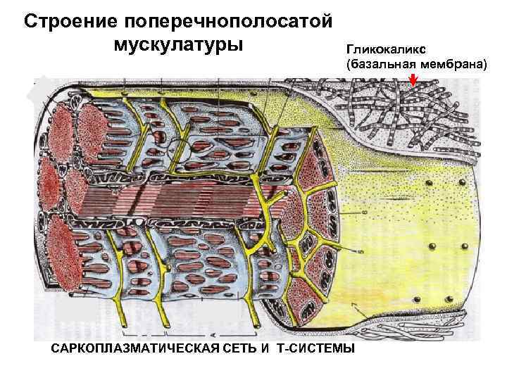 Строение поперечнополосатой   мускулатуры   Гликокаликс      