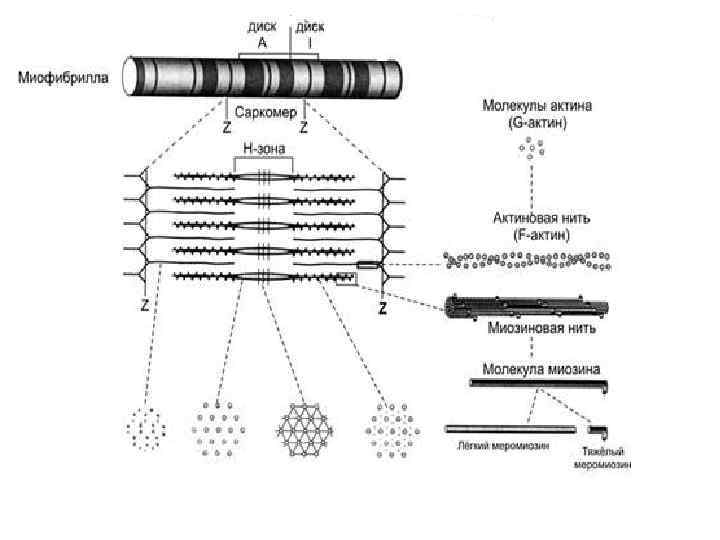  саркомер А-диск  М-линия  ядро I-диск Z-линия 
