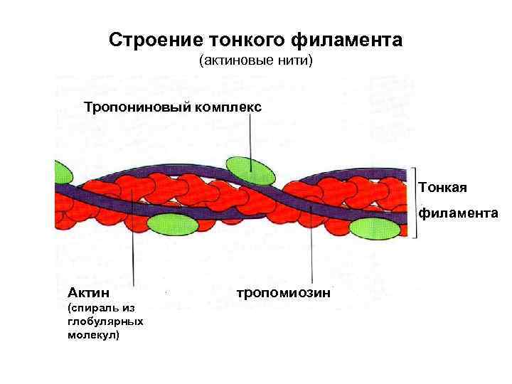  Строение тонкого филамента    (актиновые нити) Тропониновый комплекс   