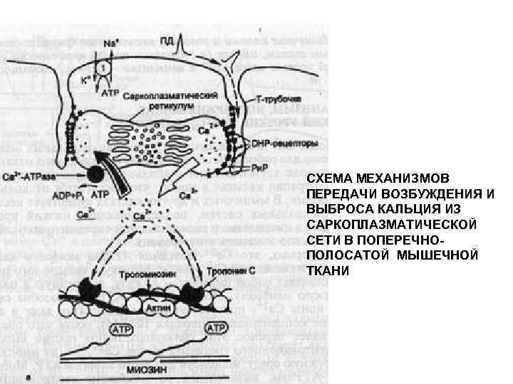 СХЕМА МЕХАНИЗМОВ ПЕРЕДАЧИ ВОЗБУЖДЕНИЯ И ВЫБРОСА КАЛЬЦИЯ ИЗ САРКОПЛАЗМАТИЧЕСКОЙ СЕТИ В ПОПЕРЕЧНО- ПОЛОСАТОЙ МЫШЕЧНОЙ