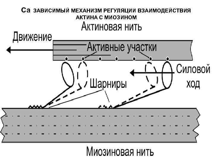  Са  ЗАВИСИМЫЙ МЕХАНИЗМ РЕГУЛЯЦИИ ВЗАИМОДЕЙСТВИЯ     АКТИНА С МИОЗИНОМ