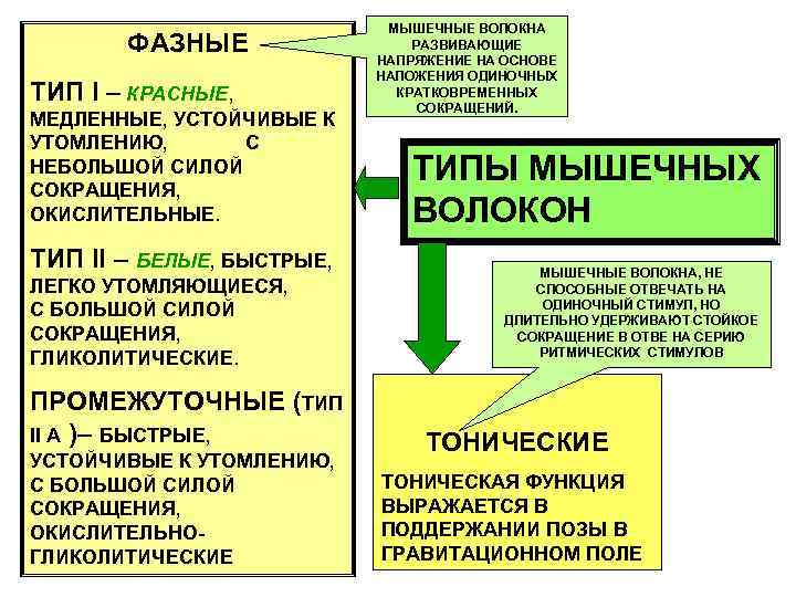       МЫШЕЧНЫЕ ВОЛОКНА  ФАЗНЫЕ   РАЗВИВАЮЩИЕ 