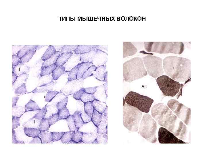 Какой тип ткани изображен на рисунке