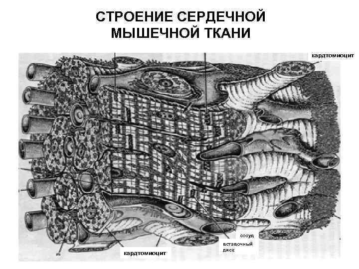 Схема вставочного диска - 89 фото