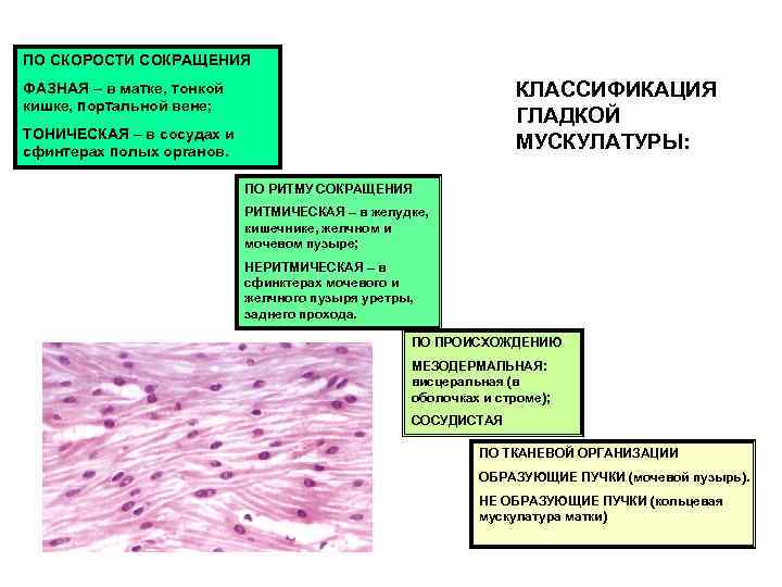 ПО СКОРОСТИ СОКРАЩЕНИЯ ФАЗНАЯ – в матке, тонкой    КЛАССИФИКАЦИЯ кишке, портальной