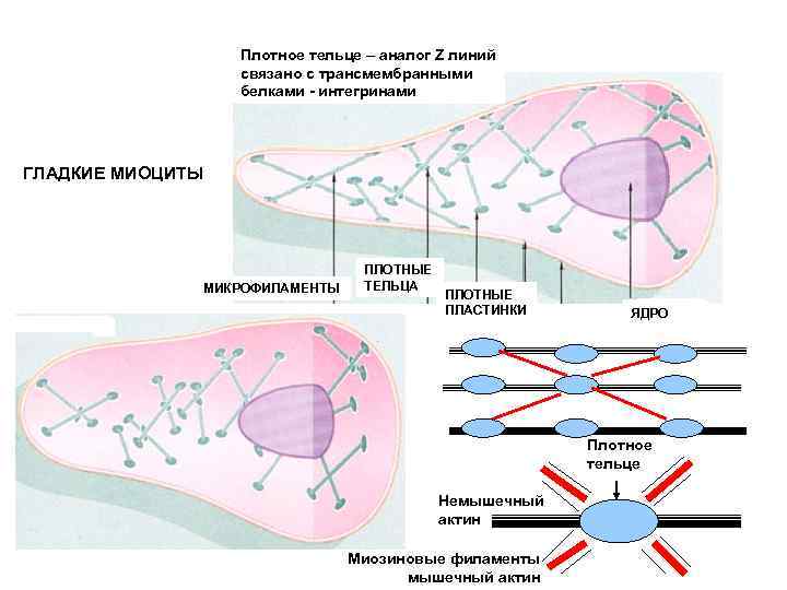 Функция плотной пластинки