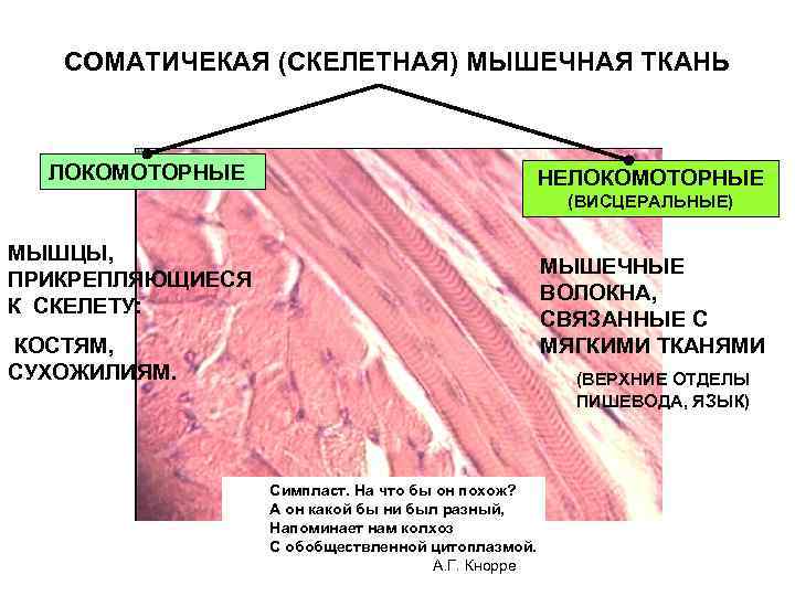 Изображение мышечной ткани