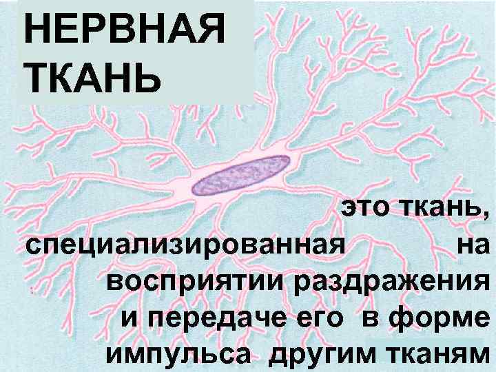 Какая ткань нервная. Нервная ткань. Нервная ткань определение. Нервная ткань восприятие раздражения. Нервная ткань по другому.