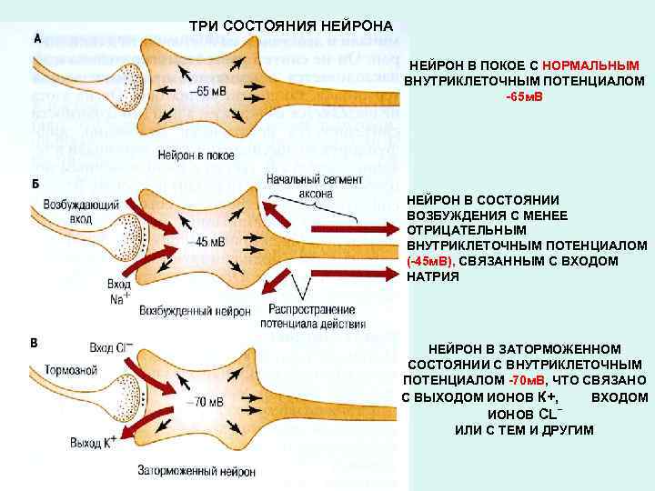 Находятся в состоянии покоя