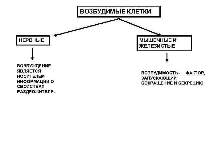     ВОЗБУДИМЫЕ КЛЕТКИ  НЕРВНЫЕ    МЫШЕЧНЫЕ И 