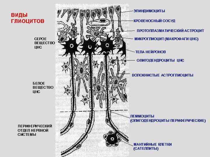    ЭПИНДИМОЦИТЫ ВИДЫ ГЛИОЦИТОВ   КРОВЕНОСНЫЙ СОСУД   