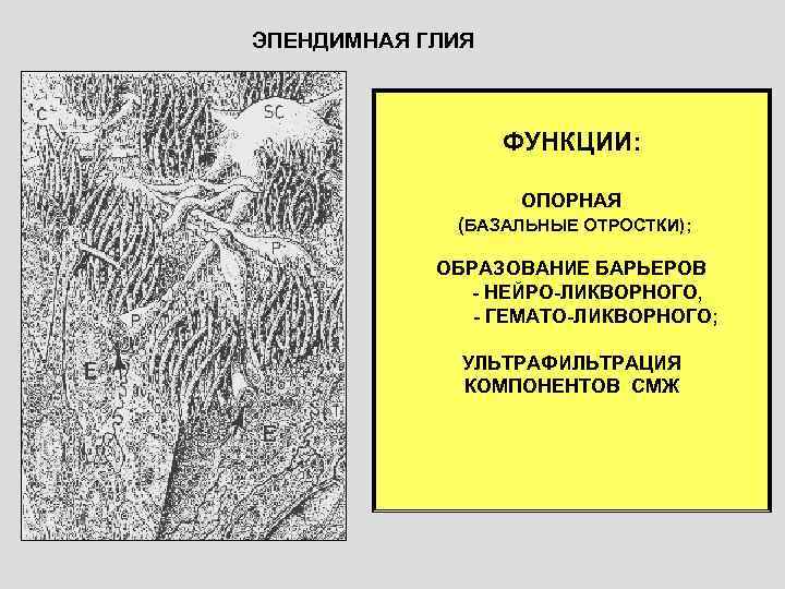 ЭПЕНДИМНАЯ ГЛИЯ     ФУНКЦИИ:     ОПОРНАЯ  