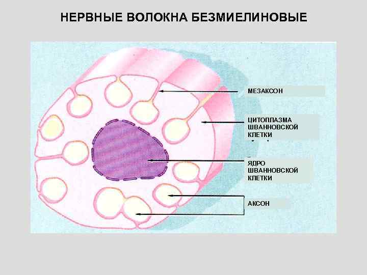 Безмиелиновые нервные волокна рисунок