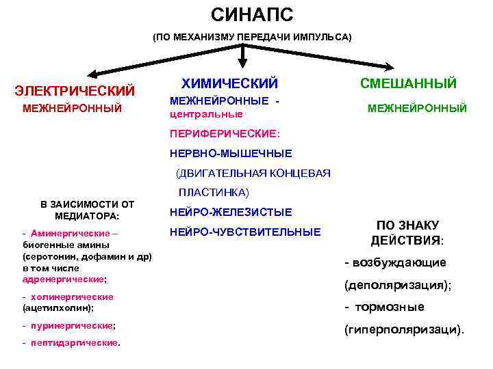        СИНАПС     (ПО МЕХАНИЗМУ