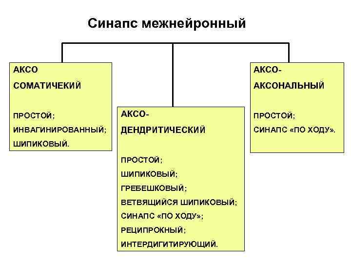    Синапс межнейронный  АКСО    АКСО- СОМАТИЧЕКИЙ  