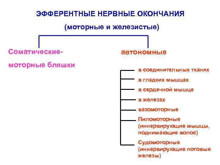  ЭФФЕРЕНТНЫЕ НЕРВНЫЕ ОКОНЧАНИЯ   (моторные и железистые)  Соматические-   