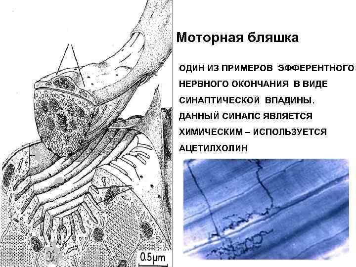     АКСОН ШВАНОВСКАЯ ОБОЛОЧКА  НЕРВНОЕ    ВОЛОКНО 