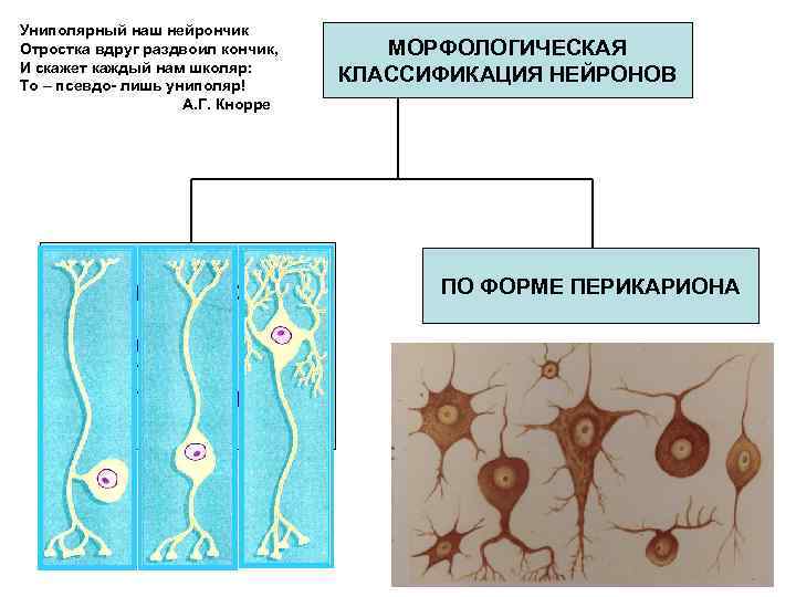 Международный проект нейрончик