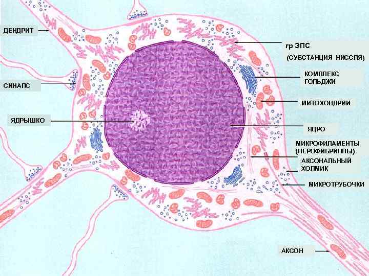 ДЕНДРИТ   гр ЭПС   (СУБСТАНЦИЯ НИССЛЯ)     КОМПЛЕКС
