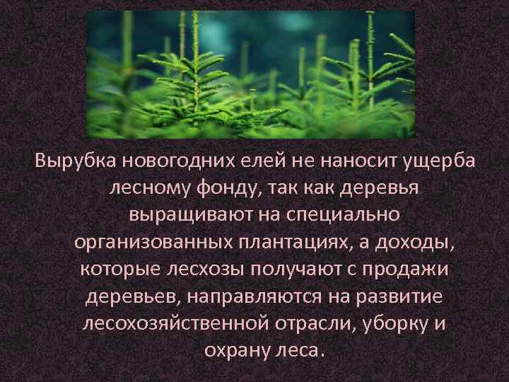 Вырубка новогодних елей не наносит ущерба  лесному фонду, так как деревья  