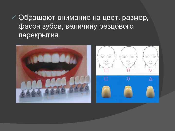 ü  Обращают внимание на цвет, размер, фасон зубов, величину резцового перекрытия. 